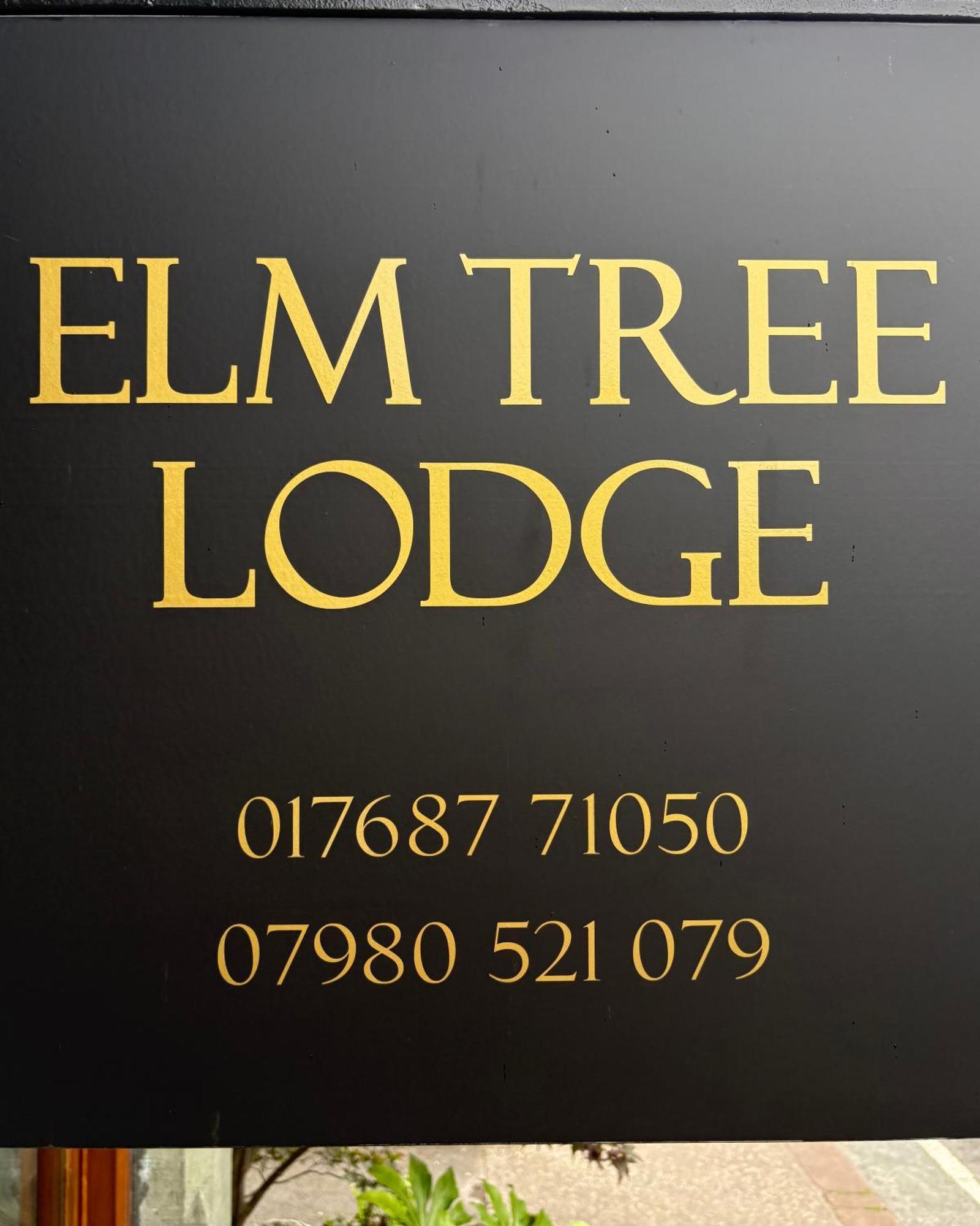 Elm Tree